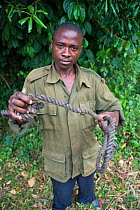 Anti-poaching ranger with confiscated snare in tropical forest, Western Uganda