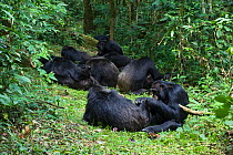 Chimpanzee (Pan troglodytes) groups mutual grooming in tropical forest, Western Uganda