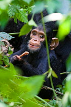 Chimpanzee (Pan troglodytes) infant  aged one playing with red colobus monkey bone, tropical forest, Western Uganda