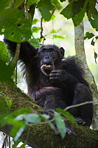 Chimpanzee (Pan troglodytes) eating red colobus monkey meat in tree, tropical forest, Western Uganda