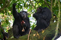 Chimpanzee (Pan troglodytes) reaching for leaf to eat with red colobus monkey meat (leaves used  aid in digestion of meat) tropical forest, Western Uganda