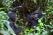 Chimpanzee (Pan troglodytes) eating red colobus monkey whilst the chimp on left begs for meat, tropical forest, Western Uganda