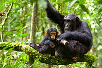 Chimpanzee (Pan troglodytes) mother with 6 month infant, tropical forest, Western Uganda