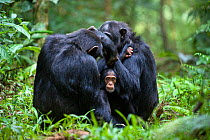 Chimpanzee (Pan troglodytes) infant age 7 months, peeking out of grooming group, tropical forest, Western Uganda
