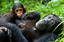 Chimpanzee (Pan troglodytes) mother and 4 month infant resting in tropical forest, Western Uganda