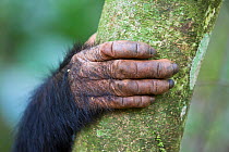Chimpanzee (Pan troglodytes) hand on tree, tropical forest, Western Uganda