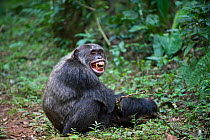Chimpanzee (Pan troglodytes) male showing fear grimace after bout of aggression, tropical forest, Western Uganda