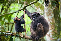 Chimpanzee (Pan troglodytes) mother and baby age two and a half, tropical forest, Western Uganda