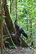 Chimpanzee (Pan troglodytes) large male coming down from tree holding liana, tropical forest, Western Uganda