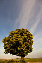 Small leaved lime tree (Tilia cordata) with cirrus clouds, between the Ardennes and Aisne, France, May
