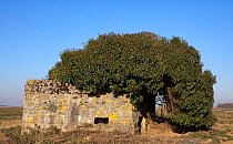 Ivy (Hedera Helix) growing over fortification on the Hindenburg Line of World War I in the Saint Quentin area Picardy, France, February 2012