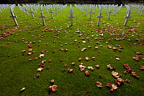 The graves of American soldiers who died in World War 1, in June and July 1918, Bois Belleau, France, September 2012