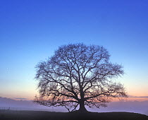 Old oak tree (Quercus robur) at dusk in winter near to old trenches of World War One, Saint Gobain, Picardy, France.