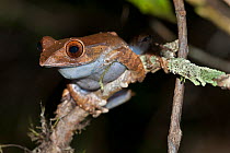 Madagascar frog (Boophis madagacariensis) Andasibe-Mantadia NP, Madagascar