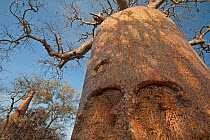 Boabab (Adansonia rubrostipa) Reniala Nature Reserve, Ifaty, Madagascar