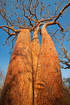 Boabab (Adansonia rubrostipa) Reniala Nature Reserve, Ifaty, Madagascar