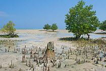 Mangrove coastline, Ifaty, Madagascar, September 2012
