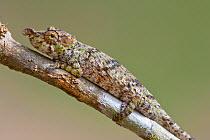 Nose horned chameleon (Calumma nasutum) Andasibe-Mantadia NP, Madagascar