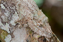 Leaf tailed gecko (Uroplatus fimbriatus) Andasibe-Mantadia NP, Madagascar