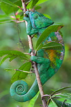 Parson's chameleon (Calumna parsonii) Andasibe-Mantadia NP, Madagascar