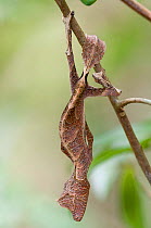 Satanic Leaf Gecko (Uroplatus phantasticus) Ranomafana NP, Madagascar
