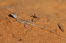Three-eyed lizard (Chalaradon madagascariensis) Reniala Nature Reserve, Ifaty, Madagascar