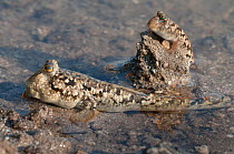 Mudskipper (Periopthalmus argentilineatus), Ifaty, Madagascar