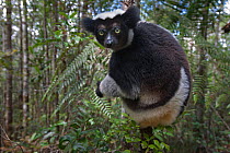 Indri (Indri indri) Andasibe-Mantadia NP, Madagascar