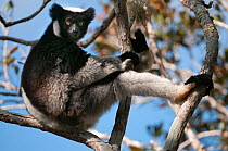 Indri (Indri indri), Andasibe-Mantadia NP, Madagascar