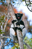 Indri (Indri indri) calling, Andasibe-Mantadia NP, Madagascar