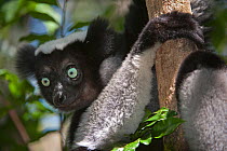 Indri (Indri indri) Andasibe-Mantadia NP,Madagascar