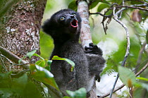 Indri (Indri indri) juvenile aged two months, Andasibe-Mantadia NP, Madagascar