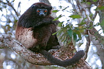 Milne-Edward's Sifaka (Propithecus edwardsi) Ialasatra, Madagascar