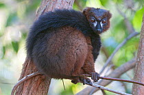 Red-bellied Lemur (Eulemur rubriventer) male with tail wrapped around body, Ialasatra, Madagascar