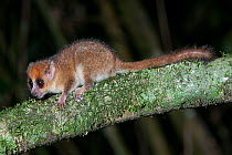 Brown Mouse Lemur (Microcebus rufus) Ialasatra, Madagascar