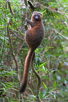Golden Bamboo Lemur (Hapalemur aureus) Ranomafana National Park, Madagascar