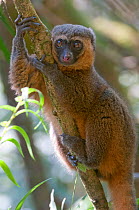 Golden Bamboo Lemur (Hapalemur aureus) Ranomafana National Park, Madagascar