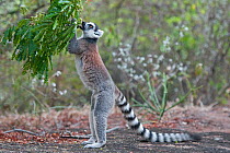 Ring-tailed Lemur (Lemur catta) Anjaha community conservation site, Ambalavao, Madagascar