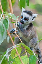Ring-tailed Lemur (Lemur catta) juvenile eating, Anjaha community conservation site, Ambalavao, Madagascar, September
