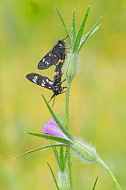 Nine spotted moths (Syntomis phegea) mating on Corn-rose (Agrostemma githago) Peerdsbos, Brasschaat, Belgium July