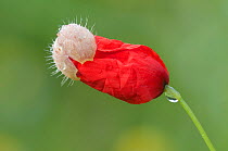 Poppy (Papaver rhoeas) flower opening, with dew drop, Peerdsbos, Brasschaat, Belgium, June