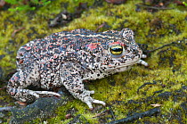 Natterjack toad (Bufo calamita) Groot Schietveld, Brasschaat, Belgium, August