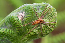 Nursery web spider (Pisaura mirabilis) with spiderlings, Brasschaat, Belgium, July