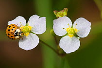 Ten-spotted ladybird (Adalia decempunctata) on Common Water-plantain (Alsima plantago-aquatica) Belgium, June