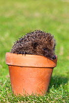 Hedgehog (Erinaceus europaeus), in plant pot, captive, UK, March