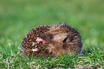 Hedgehog (Erinaceus europaeus) self-anointing, captive, UK, March