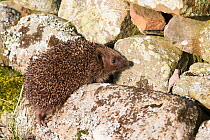 Hedgehog (Erinaceus europaeus) climbing wall, captive, UK, July