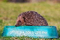 Hedgehog (Erinaceus europaeus) feeding in dog bowl, captive, UK, July