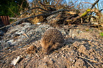 Hedgehog (Erinaceus europaeus), wandering on garden bonfire pile, captive, UK, March