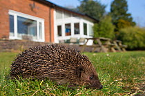Hedgehog (Erinaceus europaeus) in garden with house in background, captive, UK, March